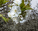 Orchard Blossom 146